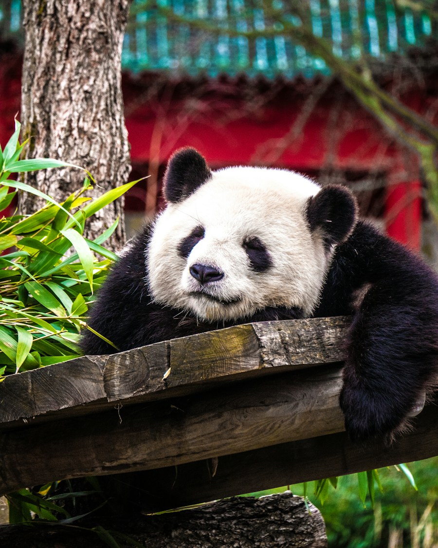 A giant panda resting among bamboo in Chengdu